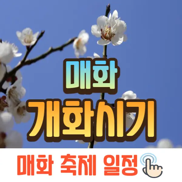 매화꽃 개화시기
