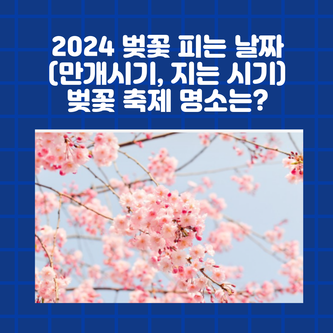 2024 벚꽃 피는 날짜
