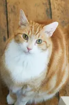 고양이 갑상선기능항진증