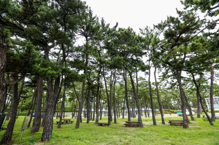 해송