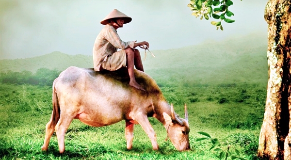 소 꿈해몽