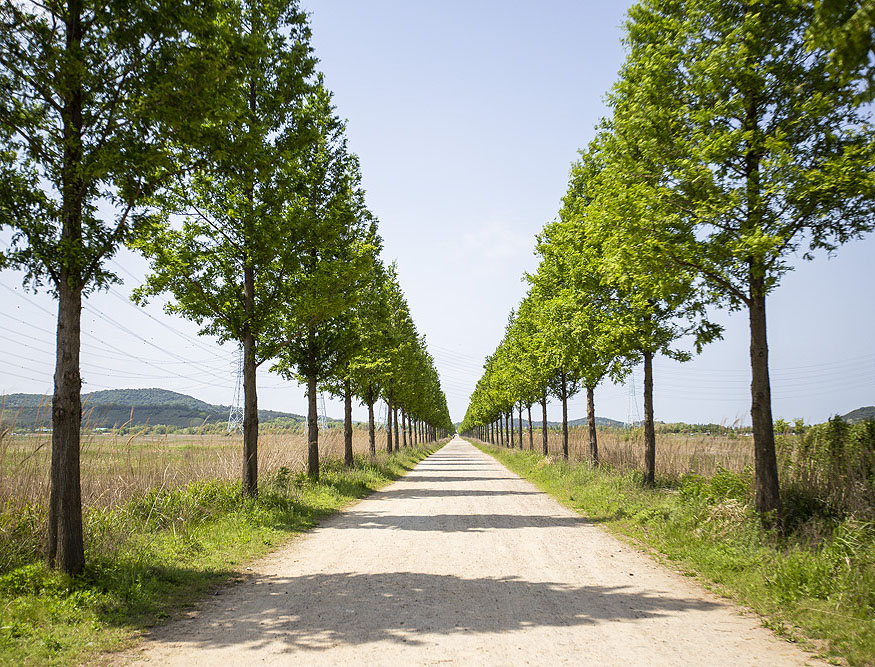 대부도파크골프장 (대부바다향기테마파크 페스티벌파크,
메타세콰이어길 파크골프장)