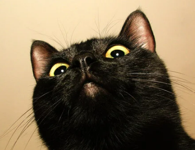 고양이 꿈해몽 풀이