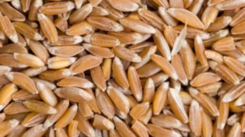 파로 섭취 권장량