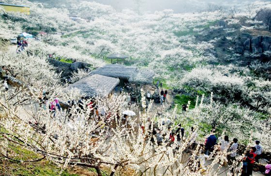 광양 매화 축제