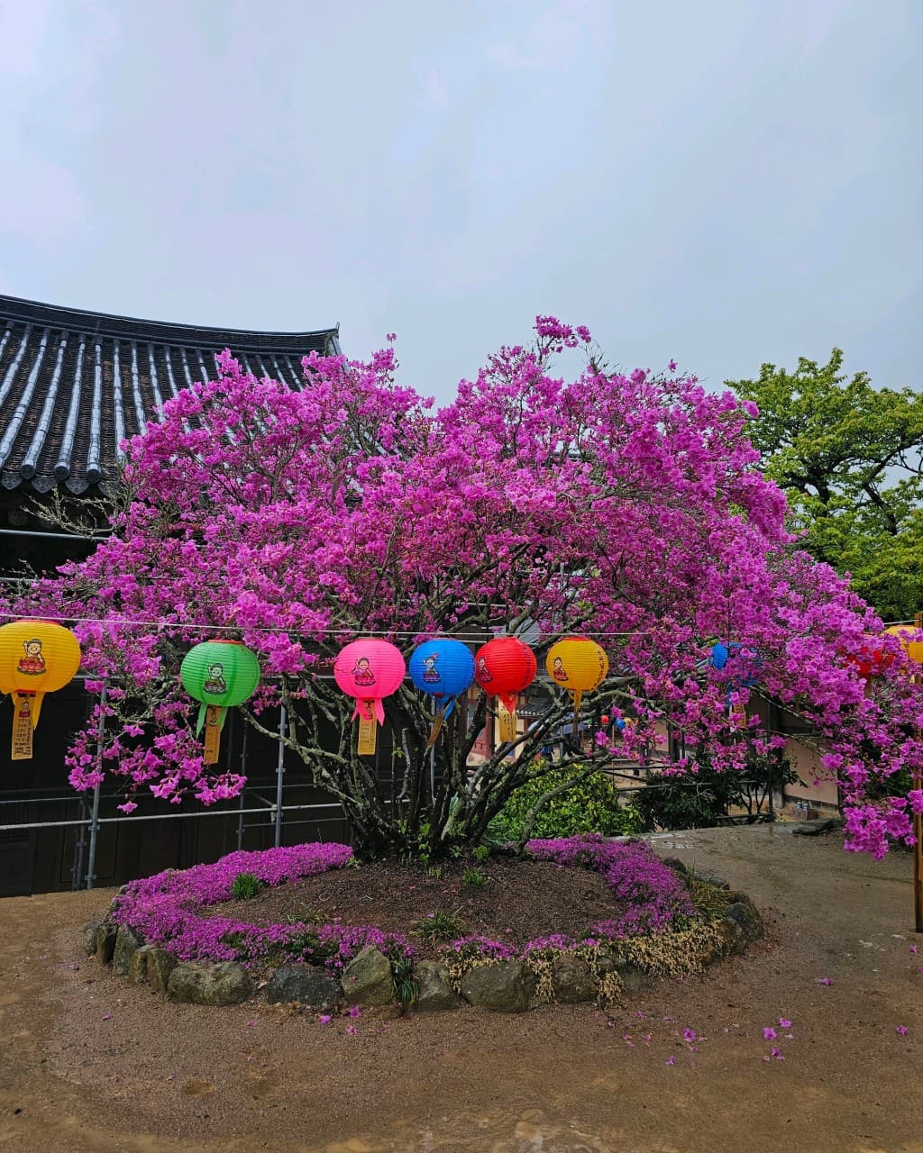 [4월 봄꽃 여행]순천 선암사❘진달래, 겹벚꽃, 홍매화, 개화시기