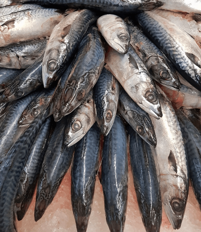 고등어 효능과 관련된 고등어와 생선 사진 - 6