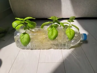 바질 재배 실내 재배 가지 치기 잎 수확_13