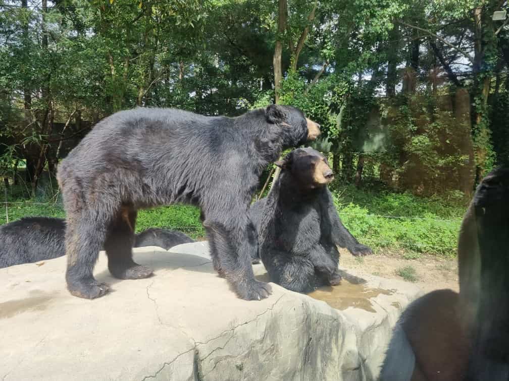 오월드 사파리 곰