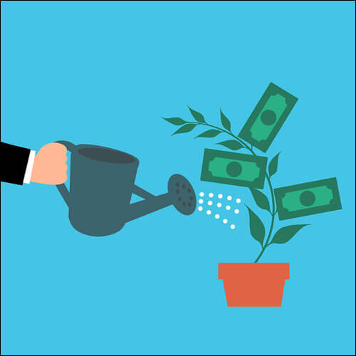 화분에 담긴 돈나무에 물을 주는 손