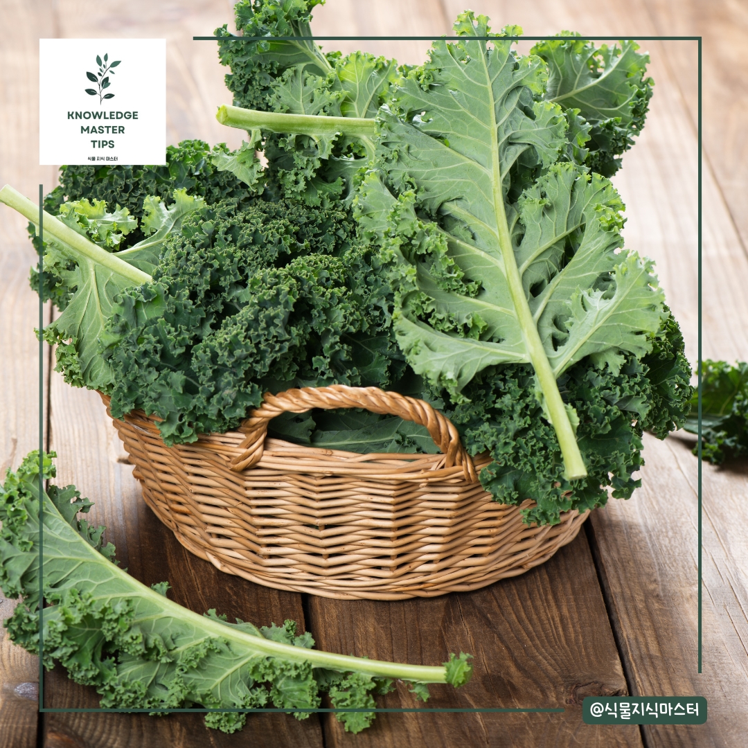 8월에 심기 좋은 농작물 - 케일