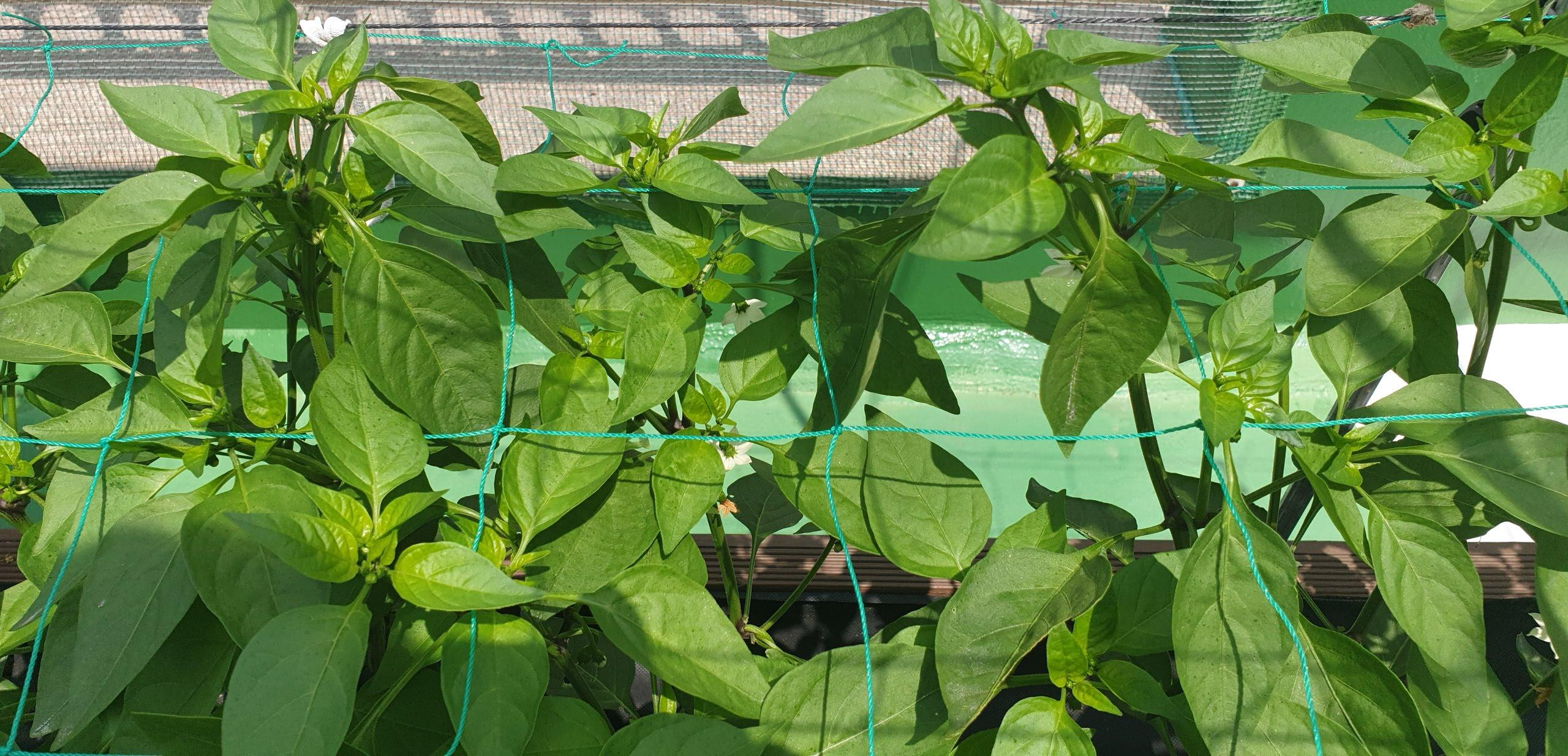 잎 색도 진하고 왕성하게 성장중인 고추