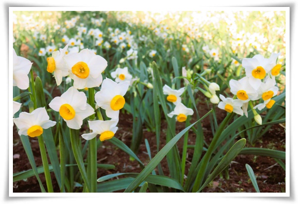 "수선화" 봄의 향기를 담은 마음을 따뜻하게 해 주는 봄의 전령사!