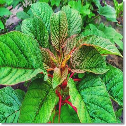 명아주와 유사한 아마란스