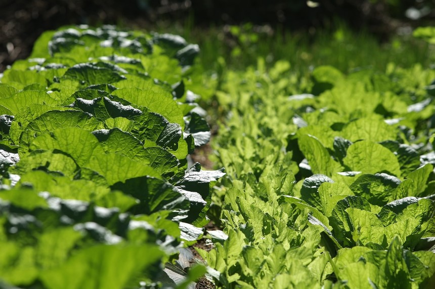 김장배추 모종 심는 시기 재배방법