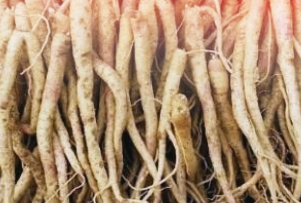 쌓여있는-도라지