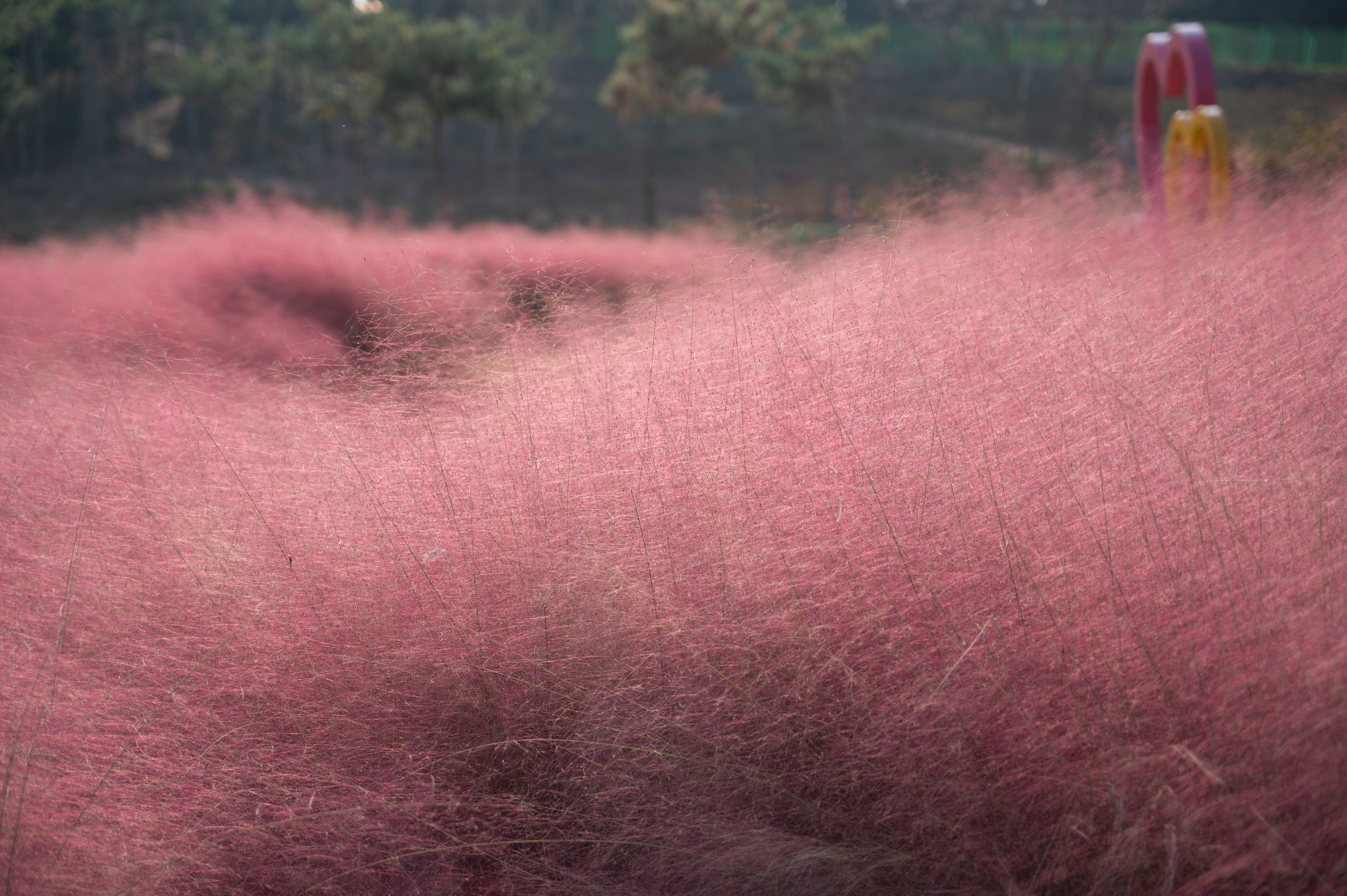 신흥 근린 공원 둘레길 핑크뮬리