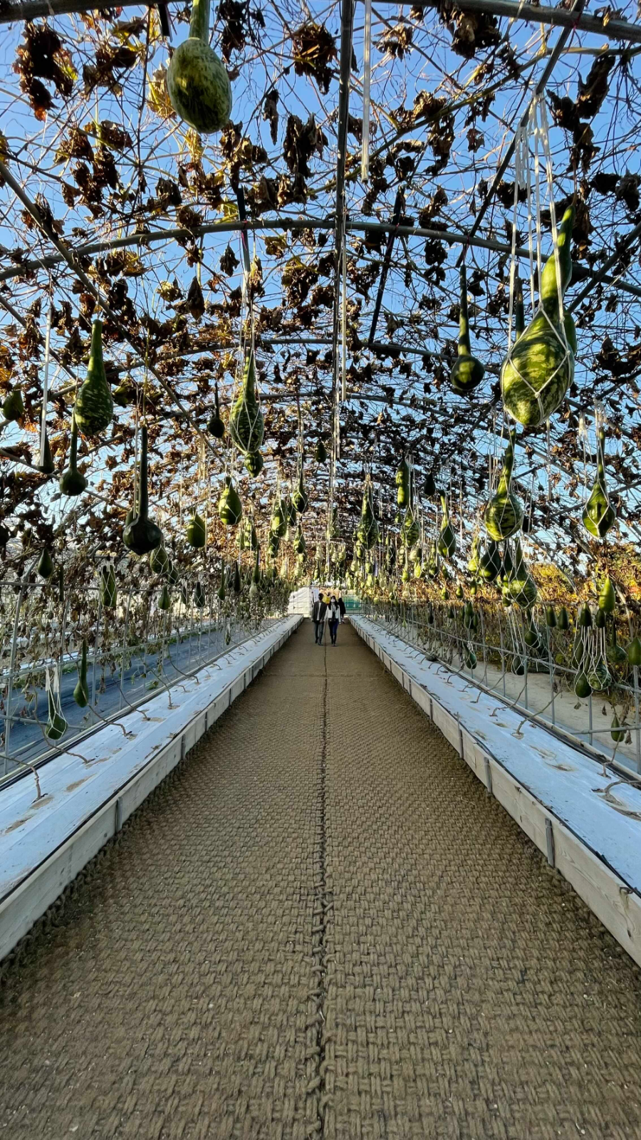 양주 나리농원 꽃 축제