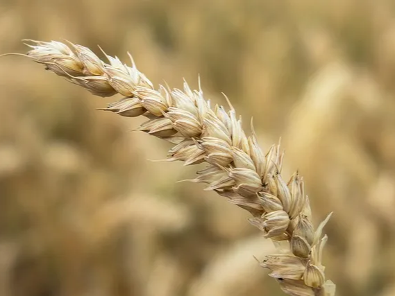 폴리페놀 함량이 많은 카무트 효소