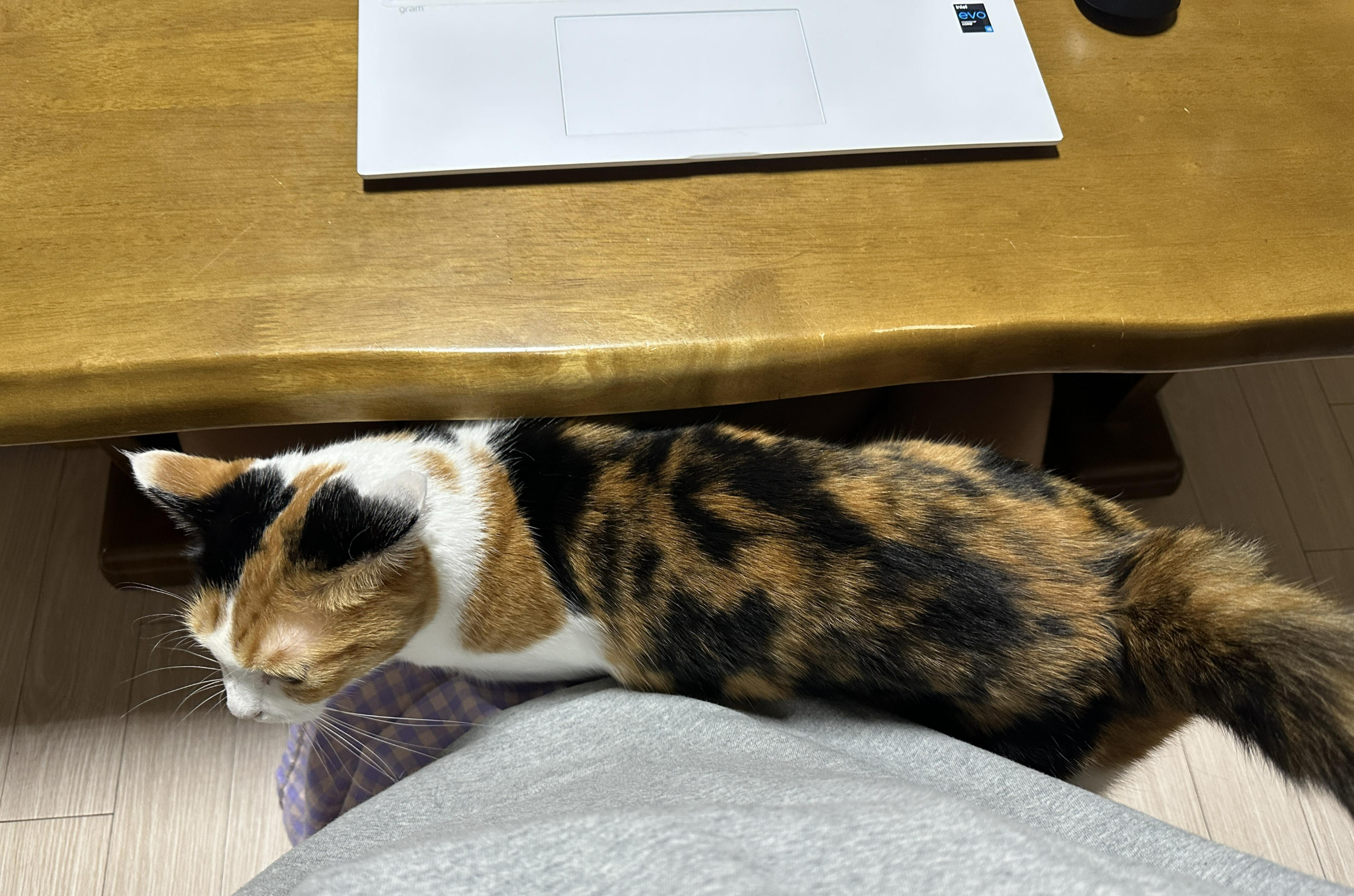 집사_무릎_위에_어색하게_서서_쓰다듬을_한참_받은_요미