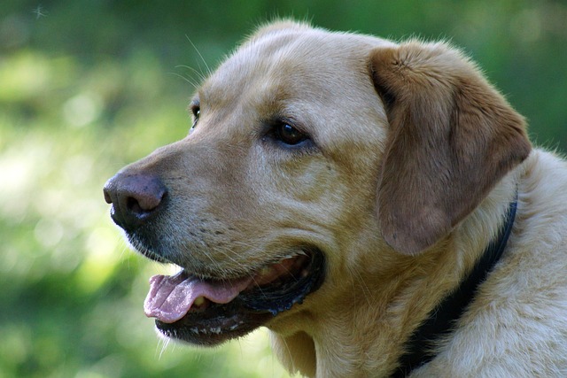 labrador retriever 관련 사진