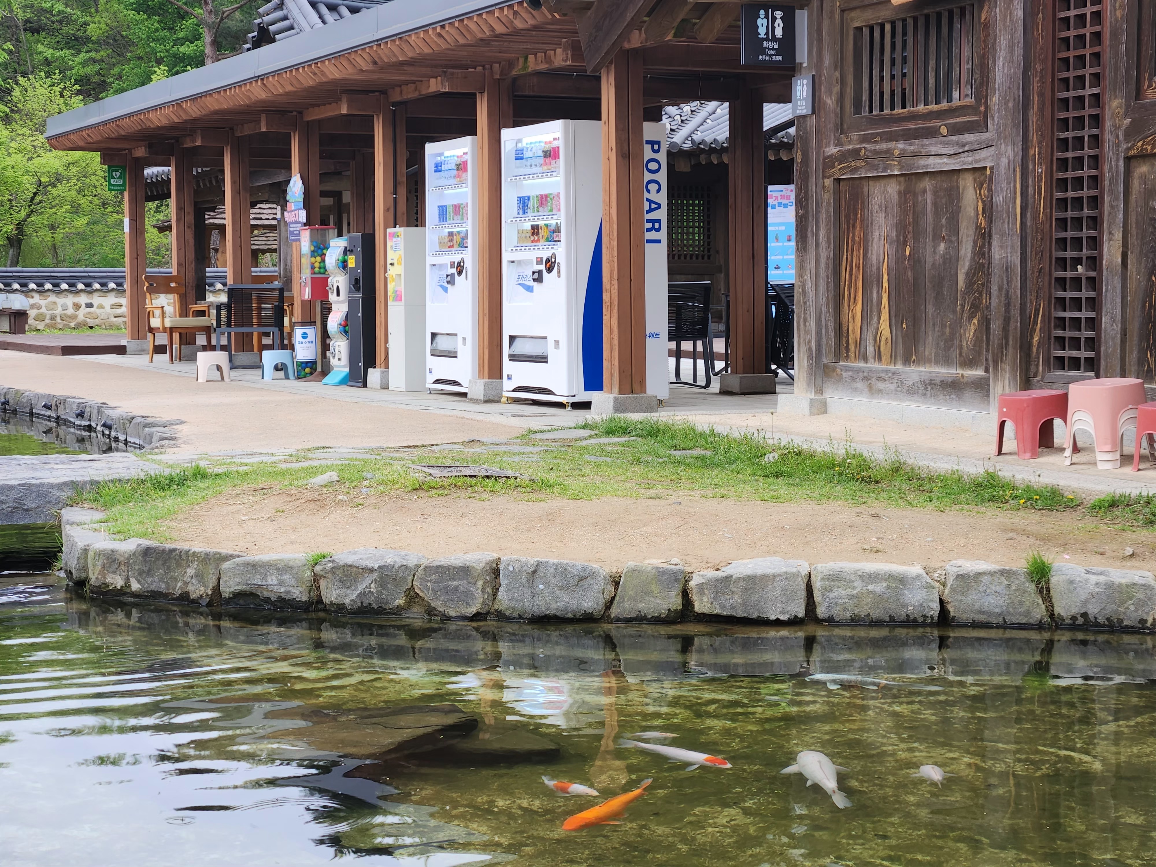 철갑상어먹이주기