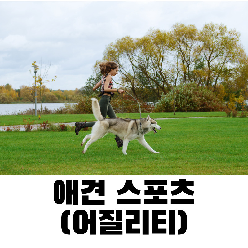 애견 스포츠(어질리티)