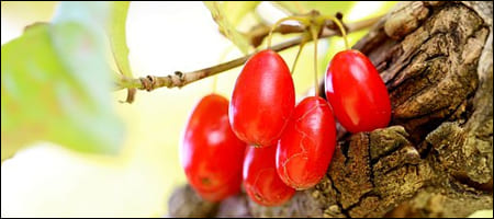 나무에 열린 산수유