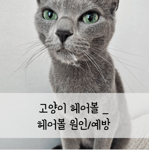 고양이-헤어볼