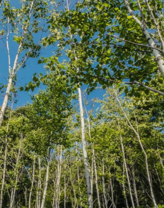 화담숲 모노레일 예매하기 