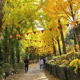 광양매화축제 주차장&amp;#44; 맛집&amp;#44; 입장료