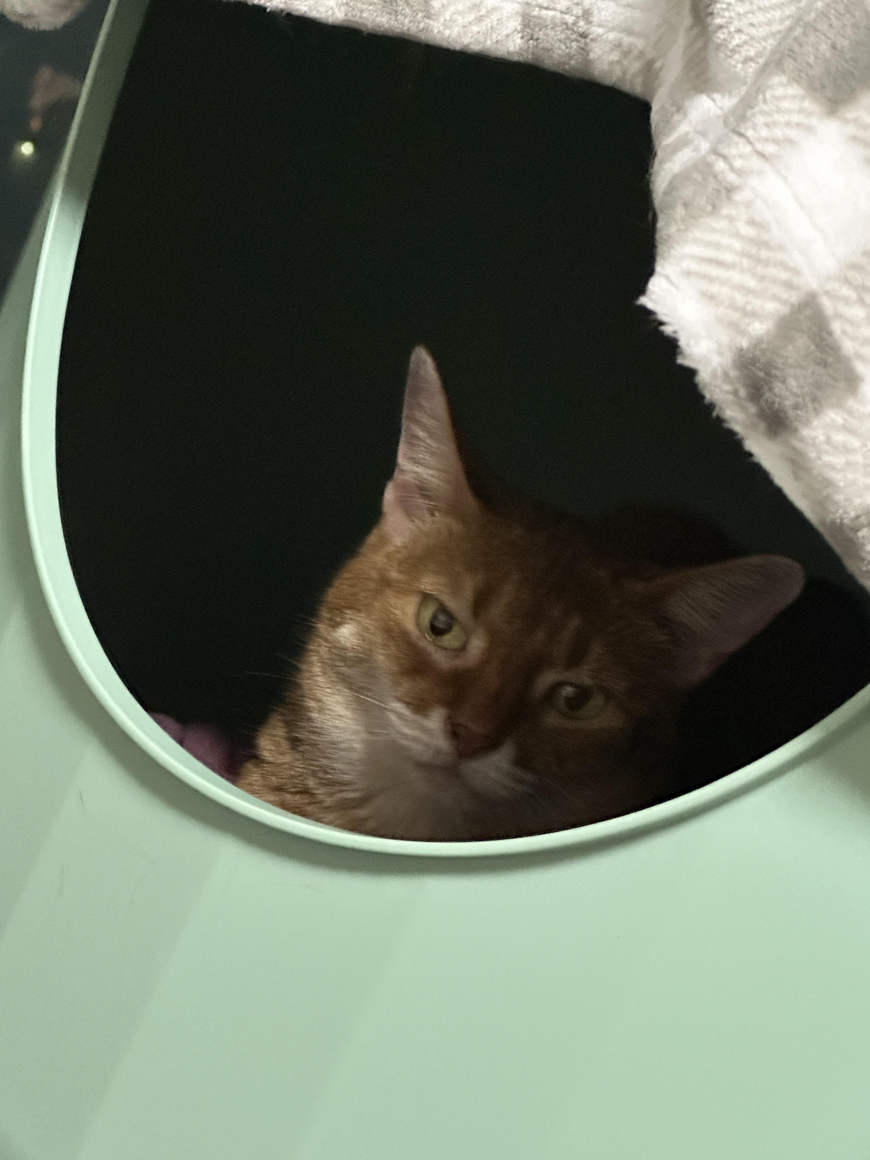 하우스_2층에서_내려다보는_아비시니안_건이