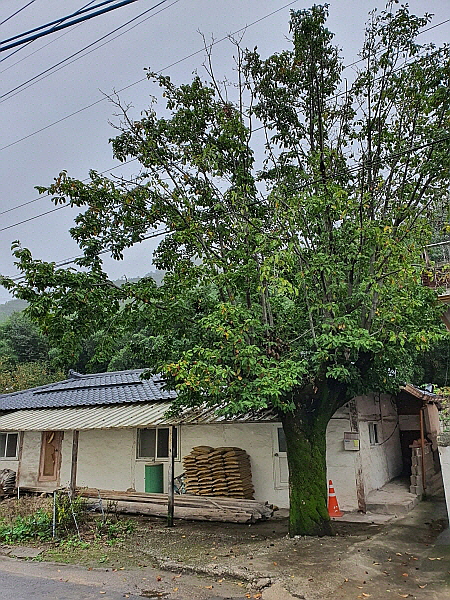 강원도 시골 여행