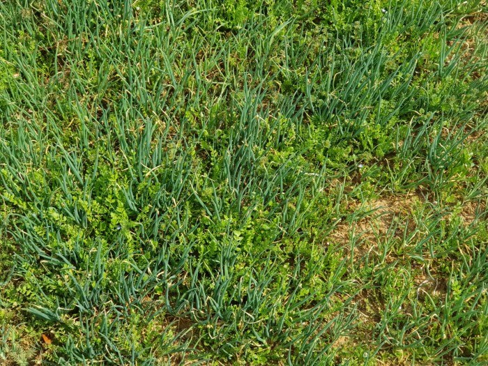 입맛이 없을때 밥에다 쪽파 무침을 비벼 먹어도 맛있다.