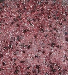 흑미 효능 놀라운 10가지 부작용 칼로리 고르는법