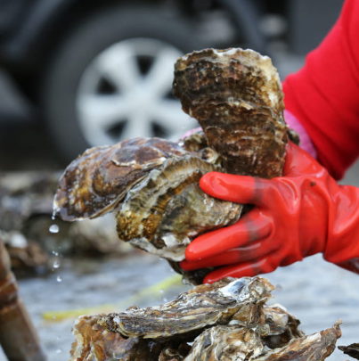 6시내고향 섬진강 강굴 벚굴 가격 및 구매방법 전남 광양 망덕수산