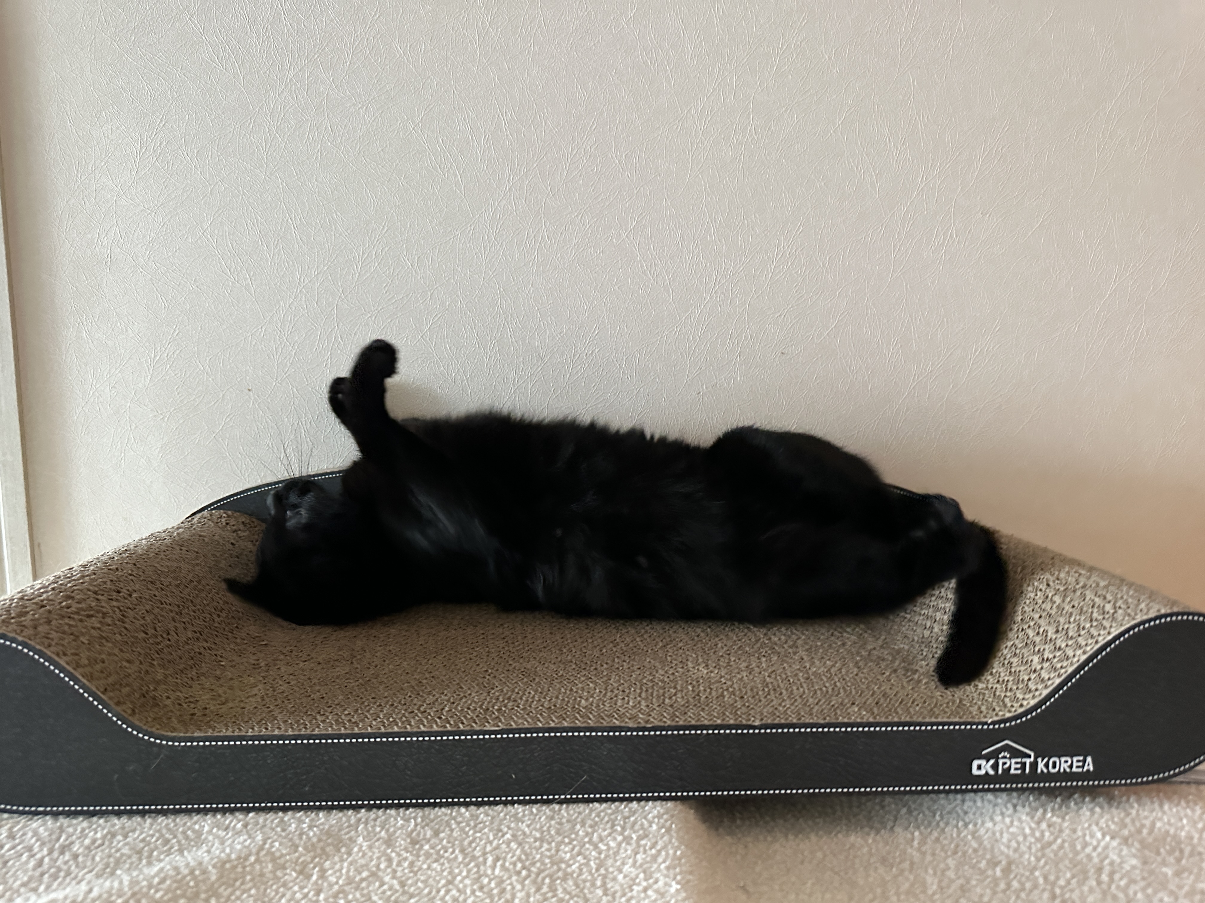 스크래쳐_위에_누워서_발라당_하는_고양이_건이