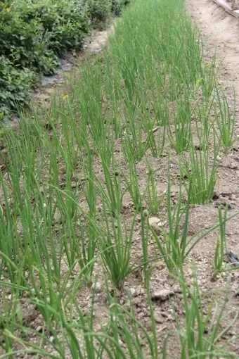 여름쪽파 재배 방법과 기술, 심는시기, 파종시기, 수확시기, 양액재배, 수경재배_33