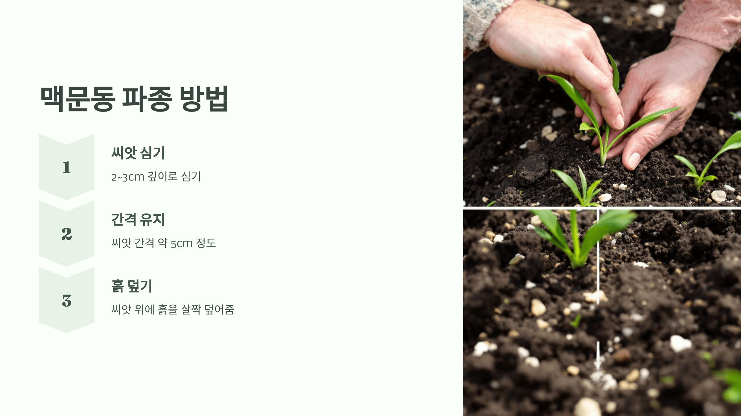 맥문동 사진입니다.