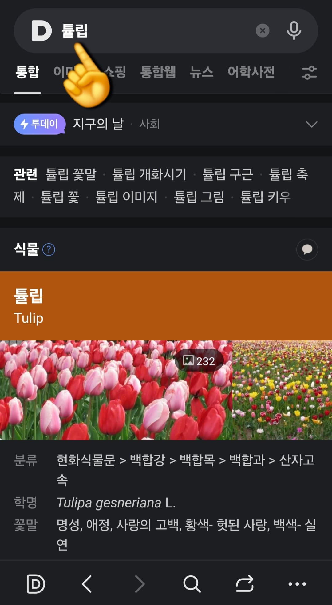 다음(Daum)-꽃검색-방법-안내-튤립과-관련된-정보를-확인할-수-있습니다.