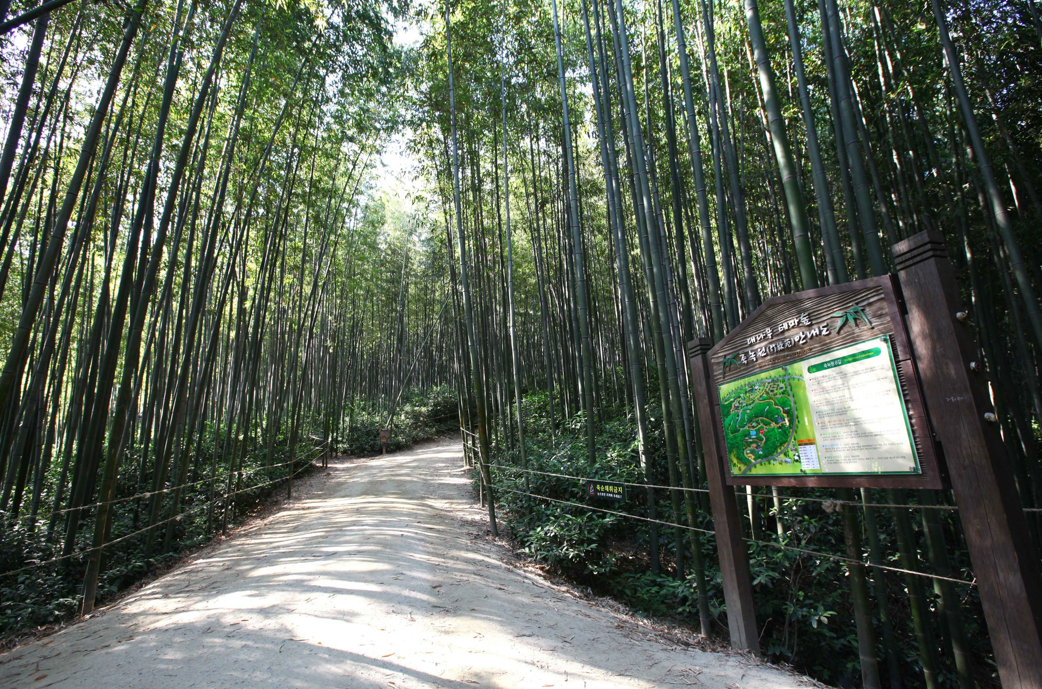 시원한-담양-죽녹원