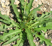 봄 제철음식 봄나물, 씀바귀의 효능에 대해 알아보자.