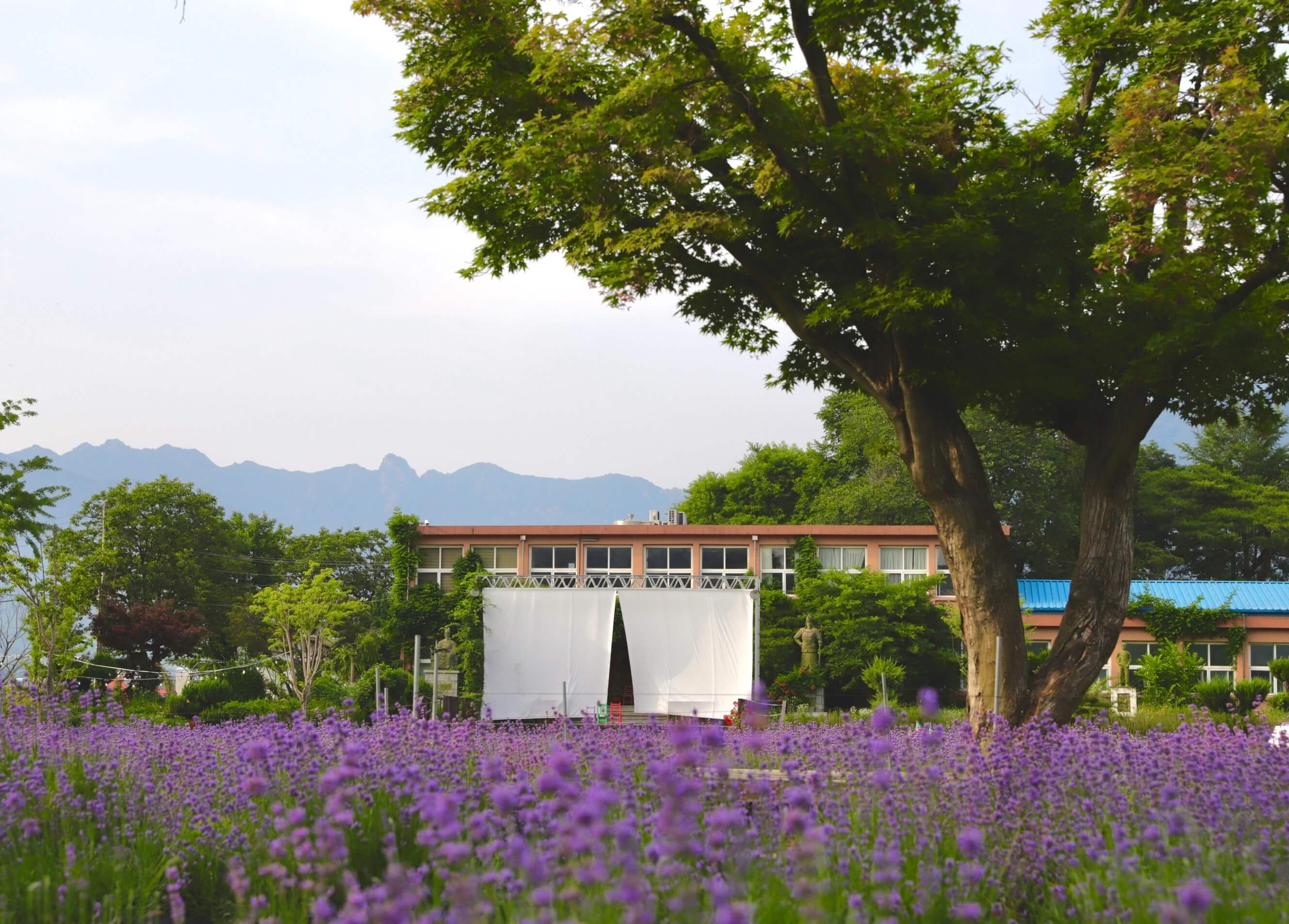 거창 허브빌리지 라벤더 축제 방문 정보