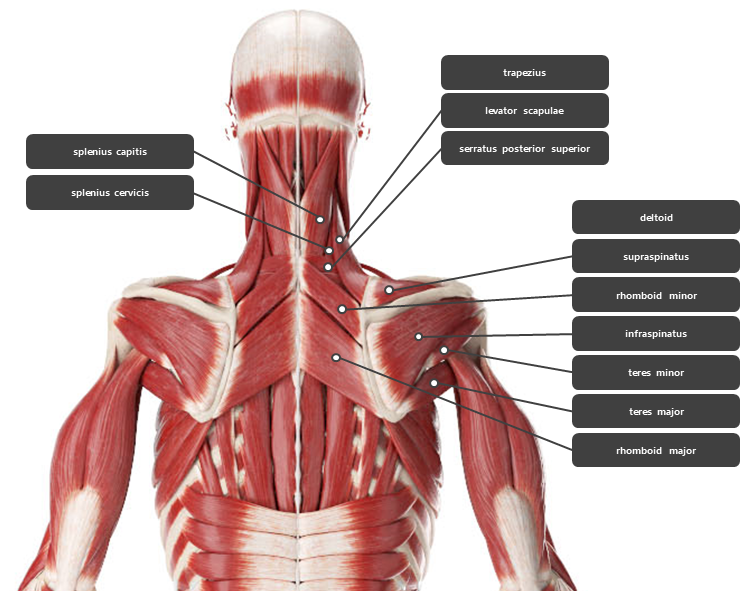 어깨 주변 근육 요약