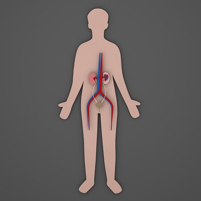 방광 관련 사진