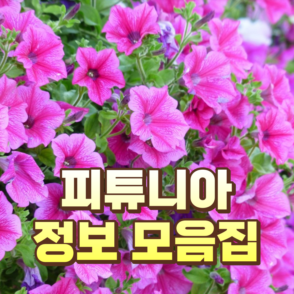 피튜니아