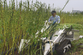 중부지방 참깨 수확 시기