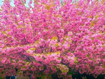 경기도 봄 여행지 추천 10곳 완벽 코스 가이드북_12