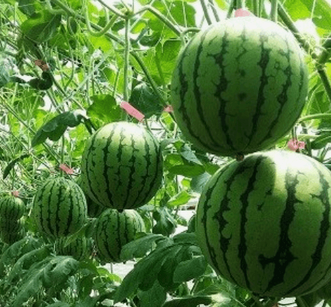 애플수박 모종 심는 시기 수확시기 및 재배법 알아보기