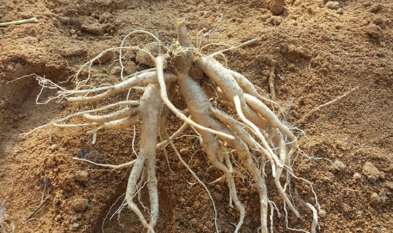 도라지-영양성분